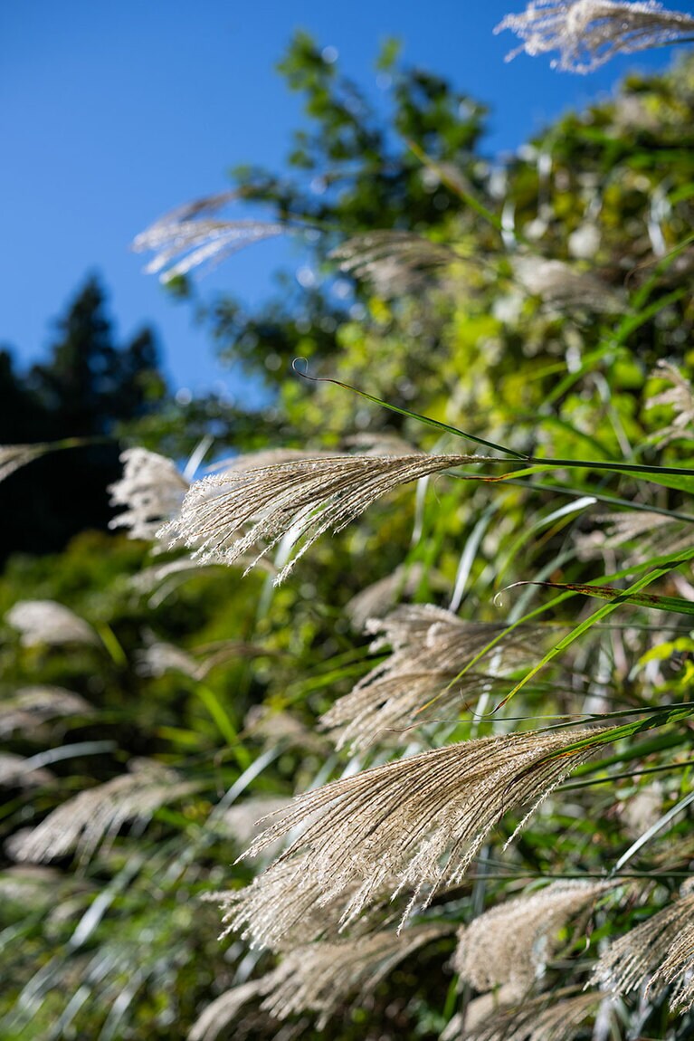 新潟県・里山十帖の秋