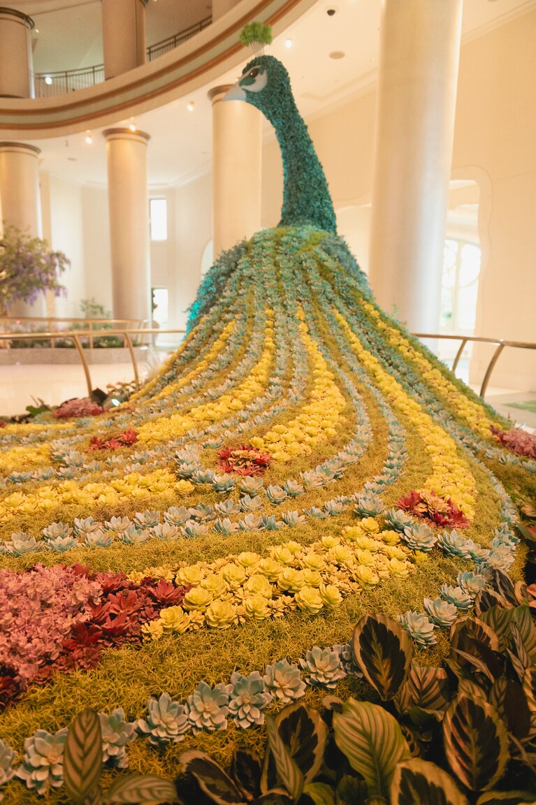 コンサバトリーにたたずむ美しいクジャク。