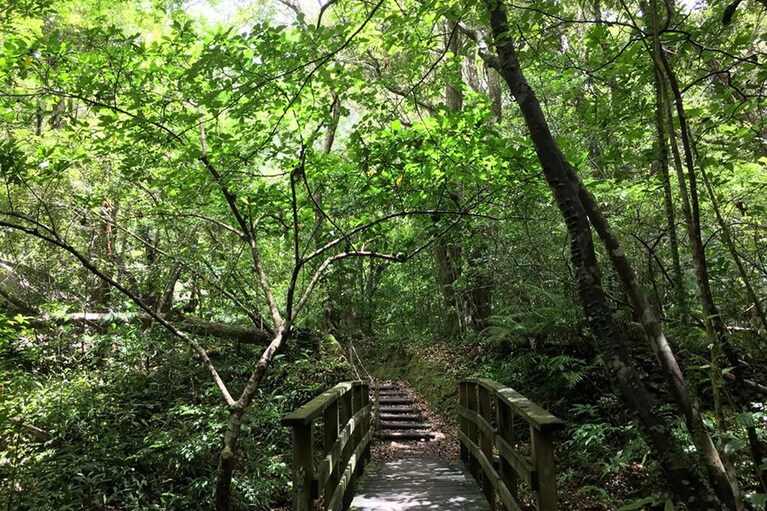 【沖縄県】比地大滝の遊歩道。