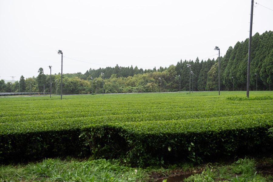 山林に囲まれた茶畑。自然豊かな環境に適したお茶づくりが行われている。