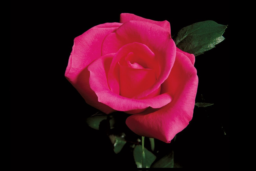 マゼンダとモーブのローズの交配から誕生したと言われる「ランコム ローズ」。花びらが多く、鮮やかなフューシャピンクが特徴だ。