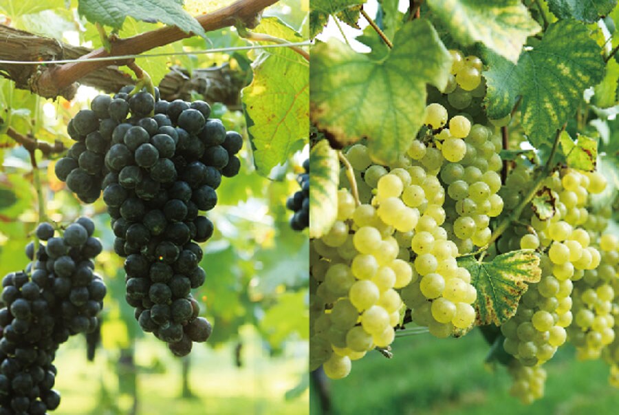 じつは他県で醸造されるワインにも塩尻産のぶどうが使われていることも。