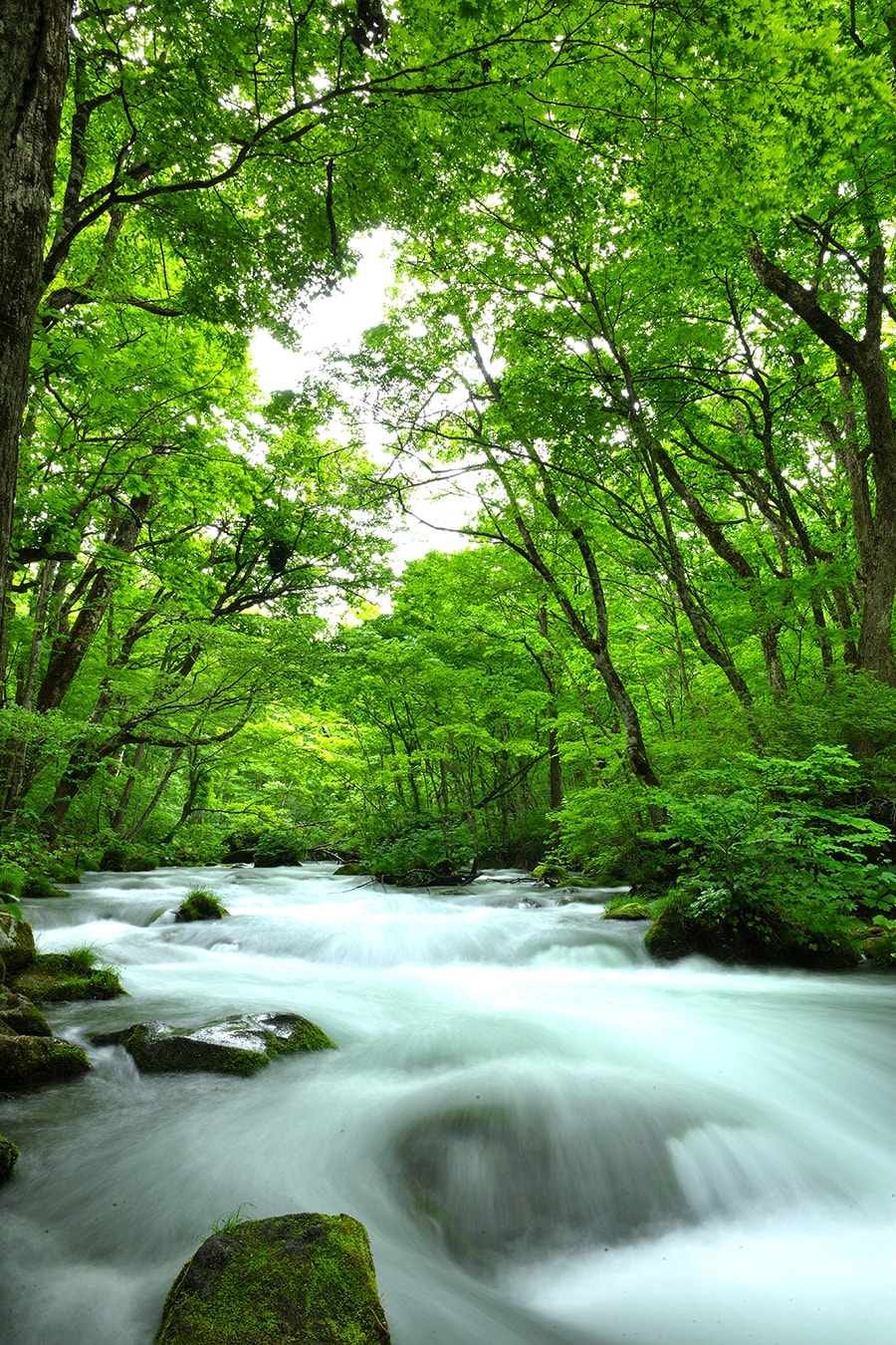 奥入瀬渓流●十和田湖畔から約14 ㎞にわたって美しい自然の景観が広がる奥入瀬渓流。夏には瑞々しい緑に覆われ、8月の平均最高気温は約25 ℃。さらに清流の音が心地よく涼を誘います。また、例年10月中旬からの紅葉も素晴らしい。