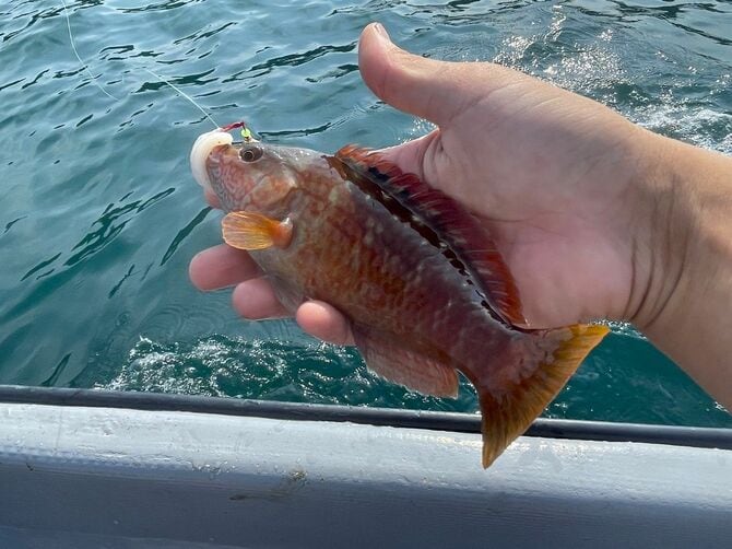 アカササノハベラ