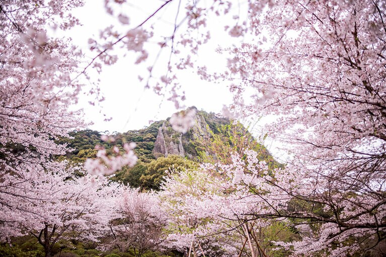 【御船山楽園ホテル】江戸時代後期、第28代武雄領主の鍋島茂義公が作り上げた15万坪の庭園「御船山楽園」。隣接地にあるこの宿からは、客室や食事処から庭園を望めるほか、自邸の庭のような感覚で気軽に散策を楽しむことができる（宿のゲストは入園無料）。春は2000本もの桜、20万本のツツジ、樹齢170年といわれる大藤が次々と咲き誇る最高の季節。歴史に思いをはせながら、その美しさを堪能したい。