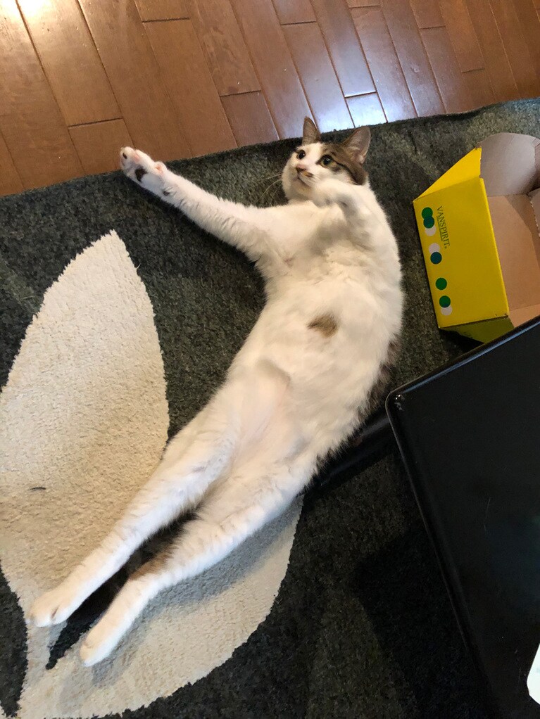 マサムネ ♂ 3歳。意外とシュッとしてるぼく。