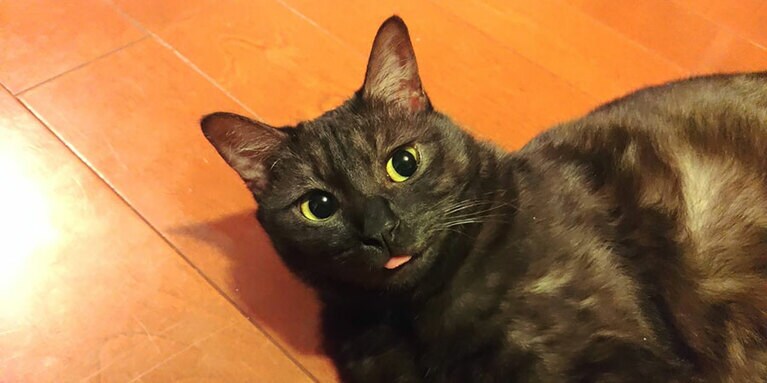 硯 ♀ 11カ月。「アーモンドみたいな目と可愛い舌。うちに来てくれてありがとね」