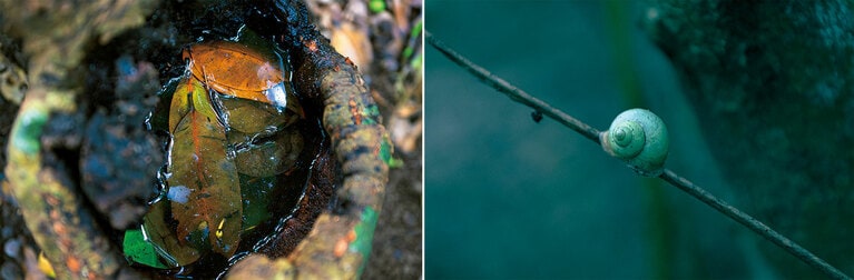 西表島ホテル限定アクティビティ「イリオモテガイドウォーク」で出合う小さなビオトープと準絶滅危惧種のアオミオカタニシ。