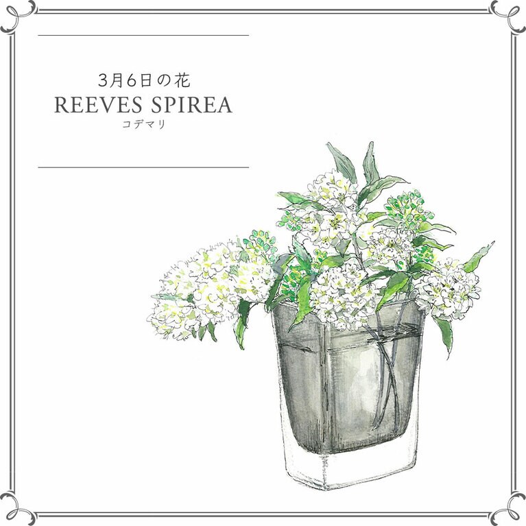 3月6日の花「コデマリ」