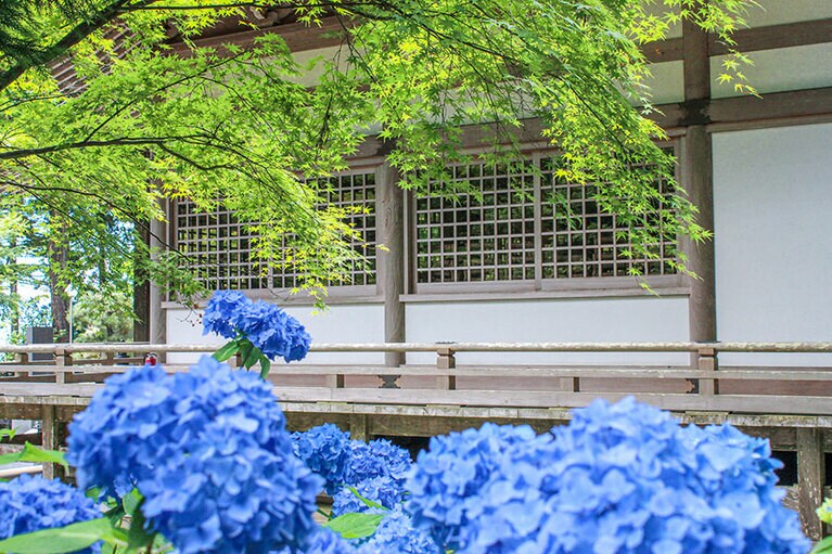 雲辺寺紫陽花。