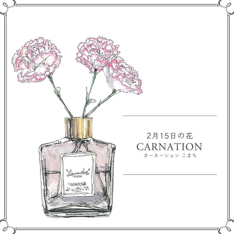 2月15日の花「カーネーション こまち」