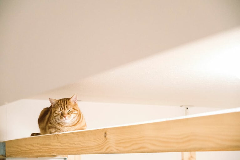 まるで守り神みたいな存在感です。