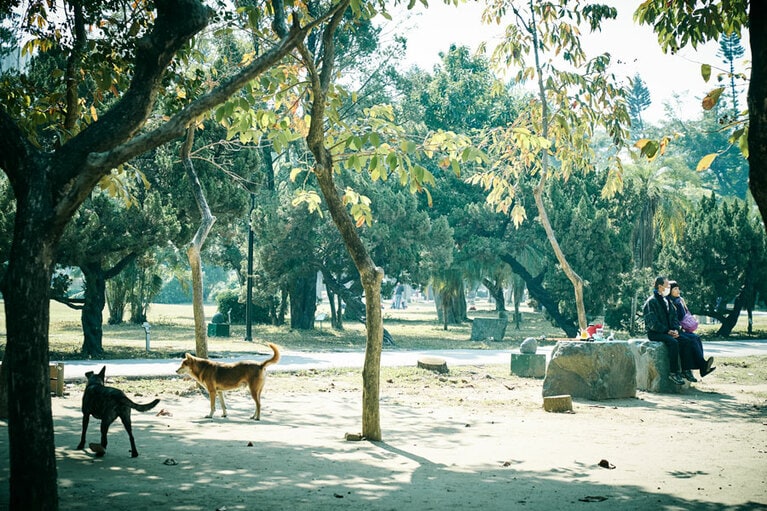 台南公園。豊かな緑に囲まれた散歩道で憩いの時間を。