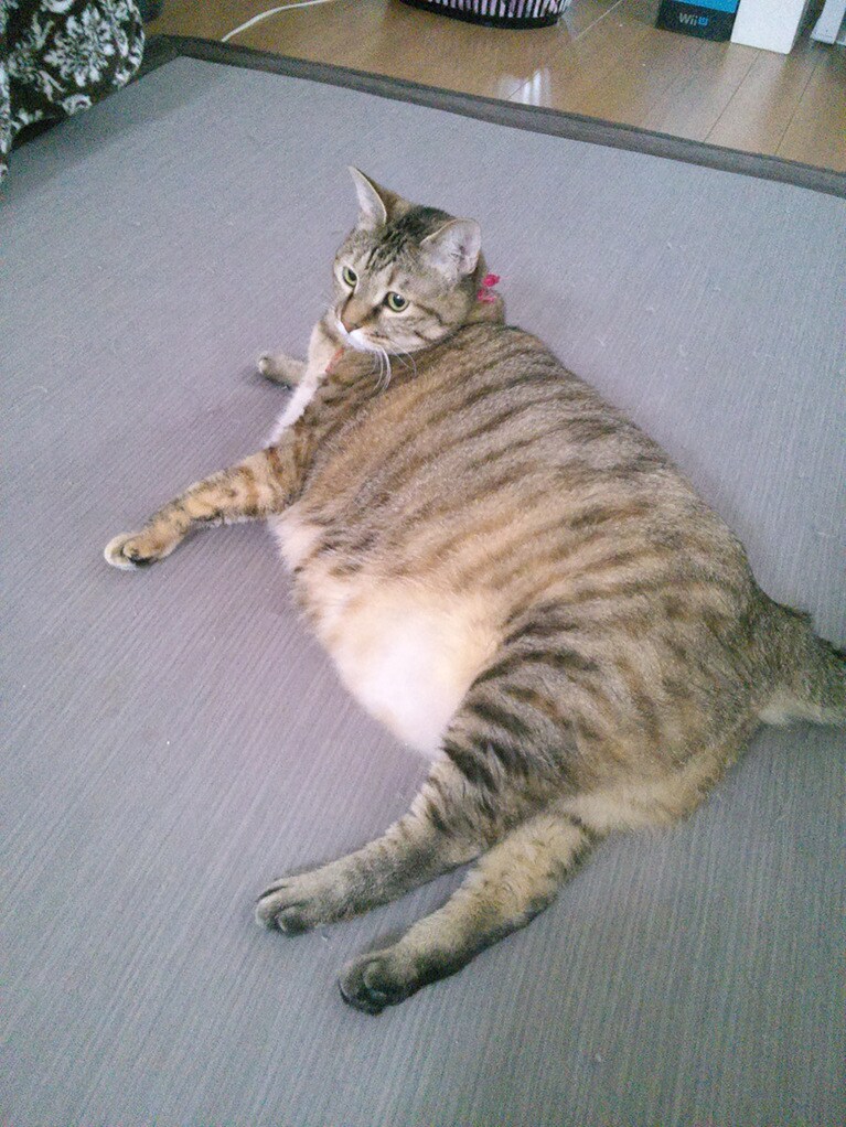 なずな ♀ 5歳。ねこ含め家族全員ガリガリ家系なのに、気付いたらこの子だけこんなことに。