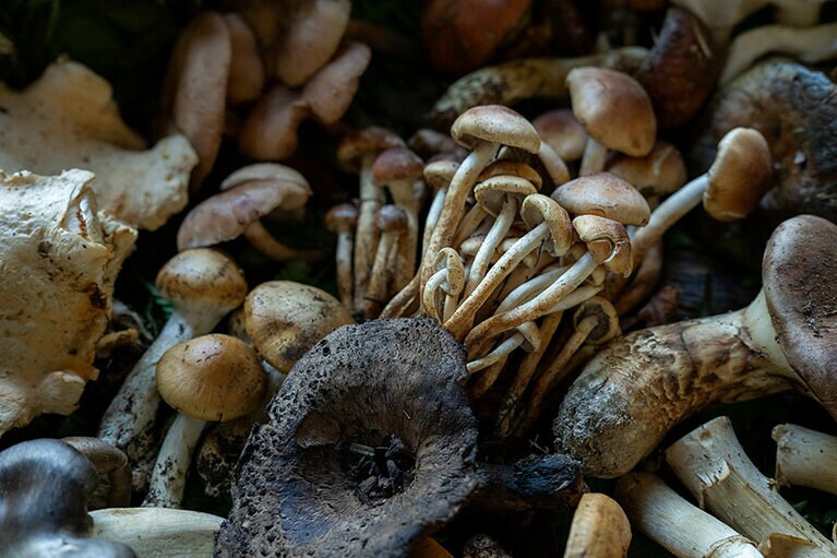 新潟県・里山十帖の秋