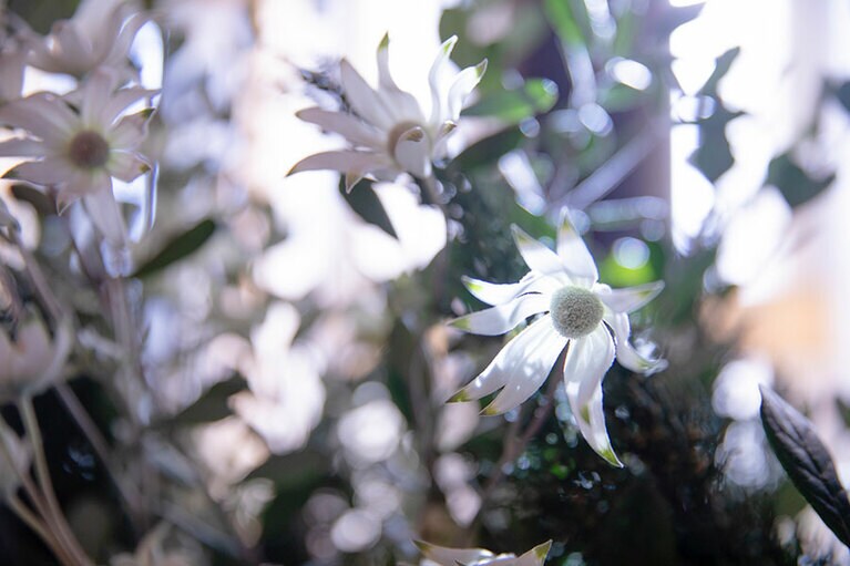 ブルガリ「サン・ヴァレンティーノ 2024」