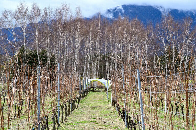 白樺の群生とブドウ農園が隣合う八ヶ岳南麓ならではの風景。