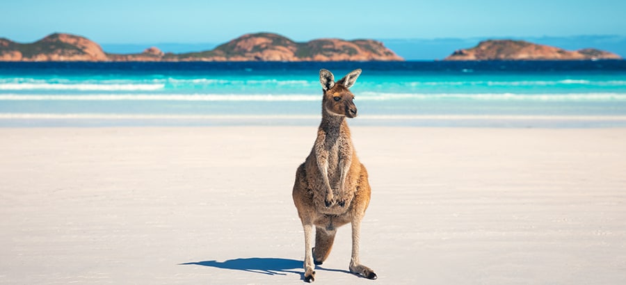 ラッキー・ベイの青い海とカンガルー。photo:Tourism Australia