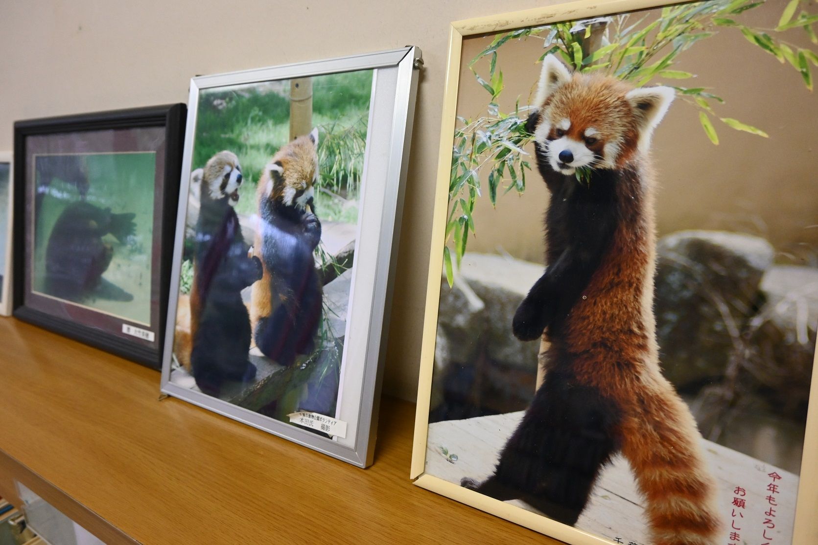 千葉市動物公園の図書室には、風太の立ち姿がブームになった頃の写真が置かれている
