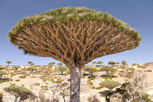 インド洋のガラパゴス で 独自の進化をとげた異形の樹木 今日の絶景