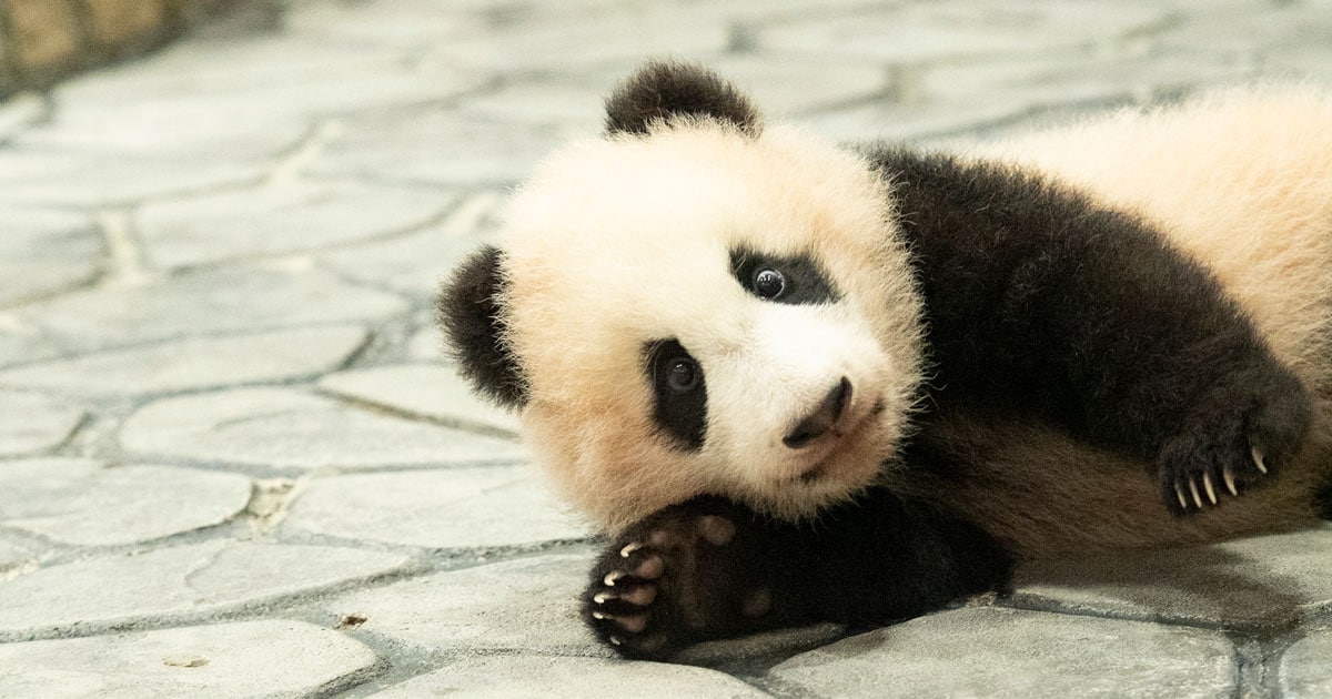 甘えんぼのベビーパンダにキュン 続々誕生 動物園の赤ちゃんたち 甘えんぼのベビーパンダにキュン 続々誕生 動物園の赤ちゃんたち