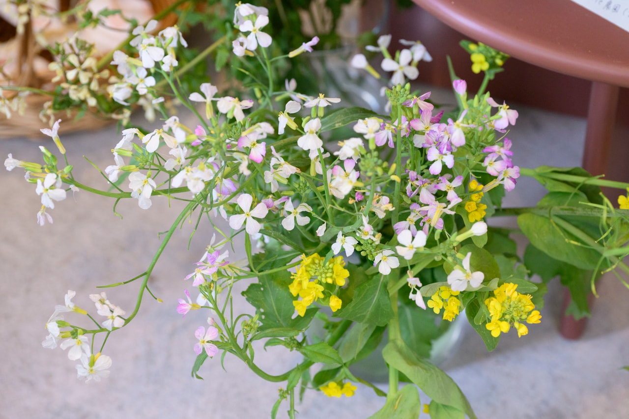 鎌倉大根の花。野菜の花はそのまま食べることができる。「昨日サラダにして食べました。とても美味しかった!」と前田さん。