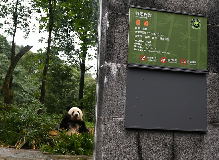 シャンシャンのネームプレート。「出生地：日本・東京上野動物園」などの内容が中国語と英語で記されている。