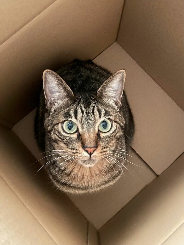 Giuseppe オス 3歳。空いている箱には必ず入ってかわいい顔で見つめてきます（Kotsさん）。