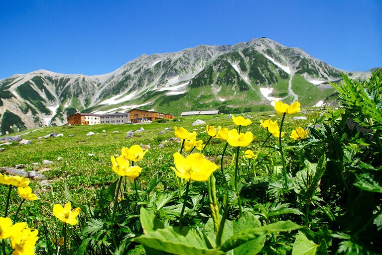 室堂平の花畑。©（公社）とやま観光推進機構