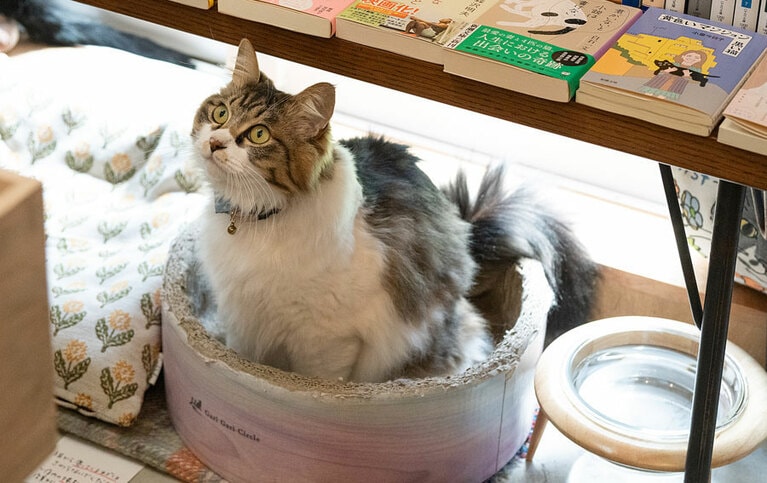 姫キャラのあおい・2歳。