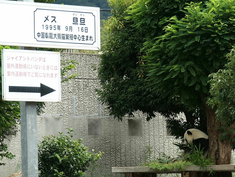 四川省の臥龍で生まれたタンタン。