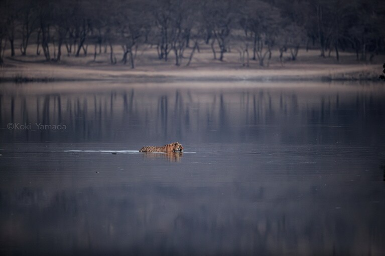 同じく日経ナショナルジオグラフィック写真賞ネイチャー部門で最優秀賞に輝いた6枚組写真の内の1枚。冬の朝、湖を渡る雄の虎。その姿はまるで、野生の虎という存在が置かれている厳しい現状を象徴しているようだ。©︎Koki Yamada