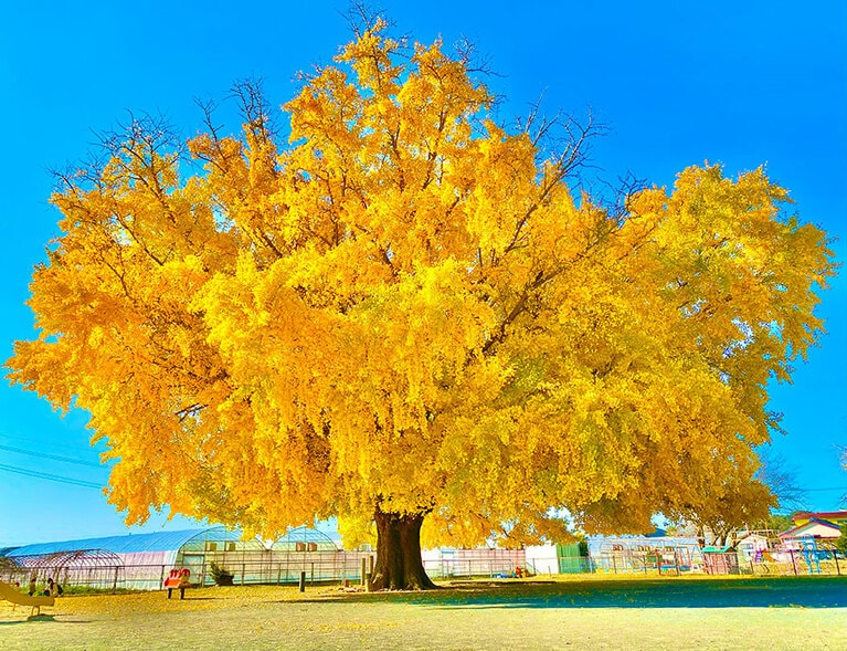 大和の大いちょう。