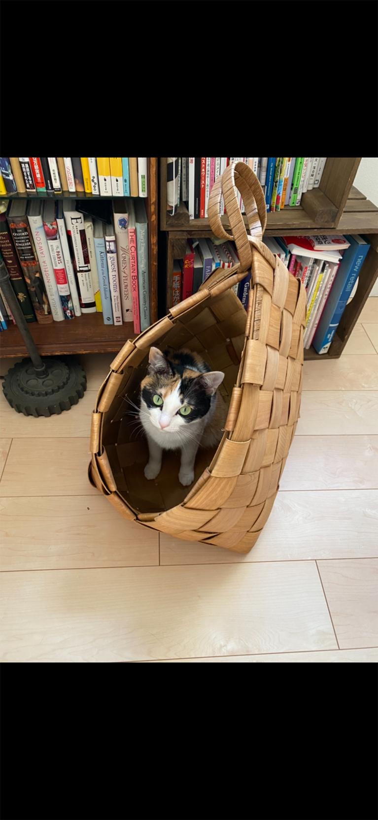 ちゃう ♀ 2歳。アライグマ柄が今日もかわいい