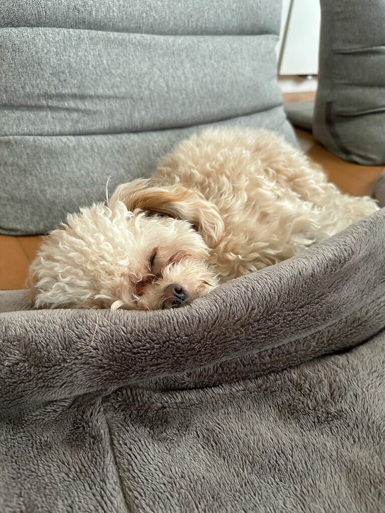 うちの子ベストショット①「カーペットの下に半身を突っ込んで寝ている、ちょこ。」