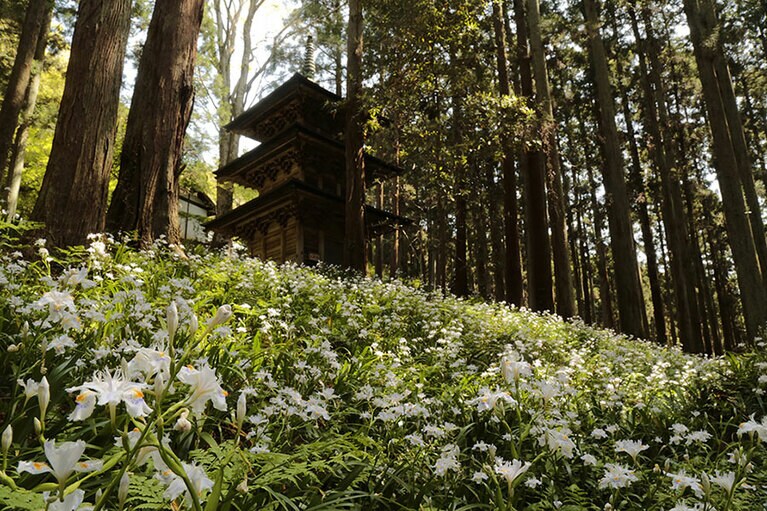 高蔵寺のシャガ。（公財）福島県観光物産交流協会