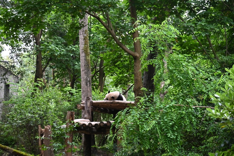 ドイツのベルリン動物園で生まれ、2023年12月に中国へ渡ったオスの夢想（モンシャン）。夢圓と双子。（2026年5月1日、筆者撮影）