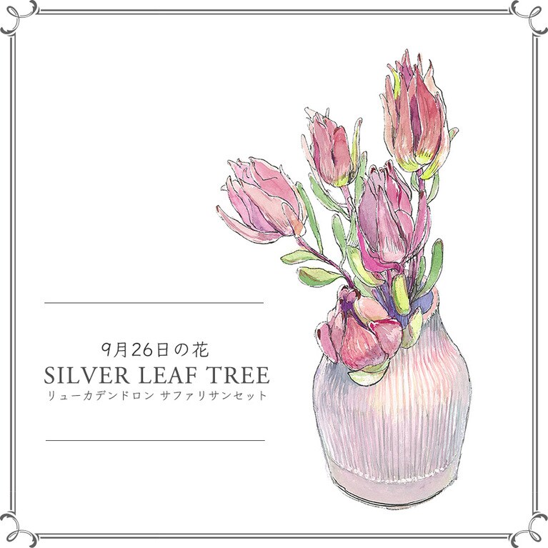 9月26日の花「リューカデンドロン サファリサンセット」