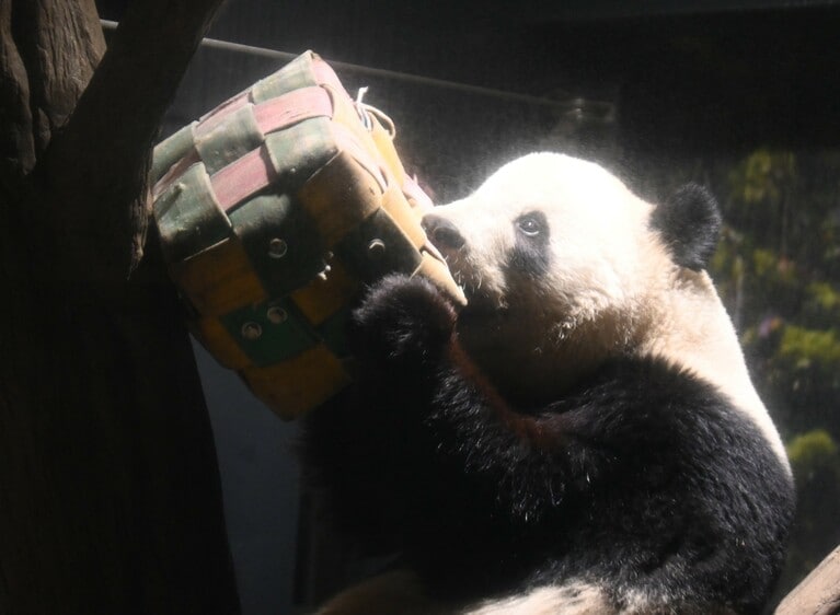 フィーダーをくわえるシャオシャオ。（2025年12月26日、筆者撮影）