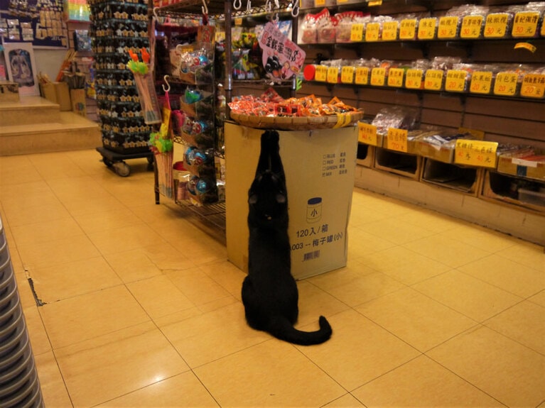 店内を案内してくれた黑熊。おすすめは淡水名物「鐵蛋」のようです。