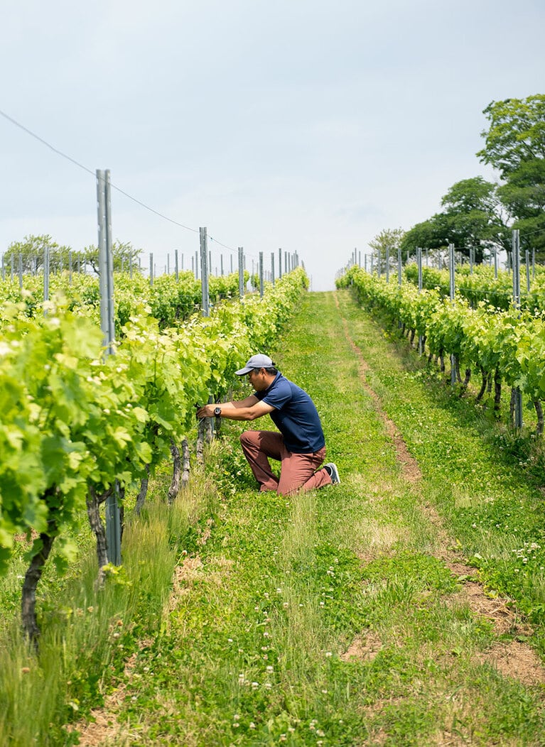 栽培管理をする椀子ワイナリー長の小林さん。