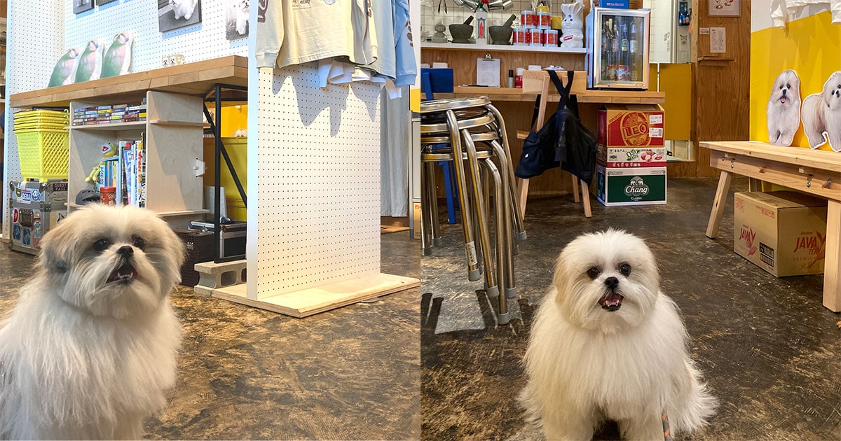 モコゾウ　キャップ　ヤンガオ　グレー　犬　MOKOZO 小菅くみ 関由香×モコゾウ写真展 in名古屋」開催！ おもしろいぬ モコゾウ劇場
