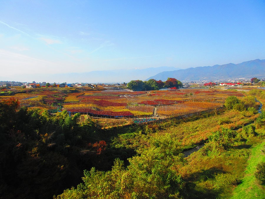 【山梨県】勝沼ぶどう郷のぶどう畑の紅葉。