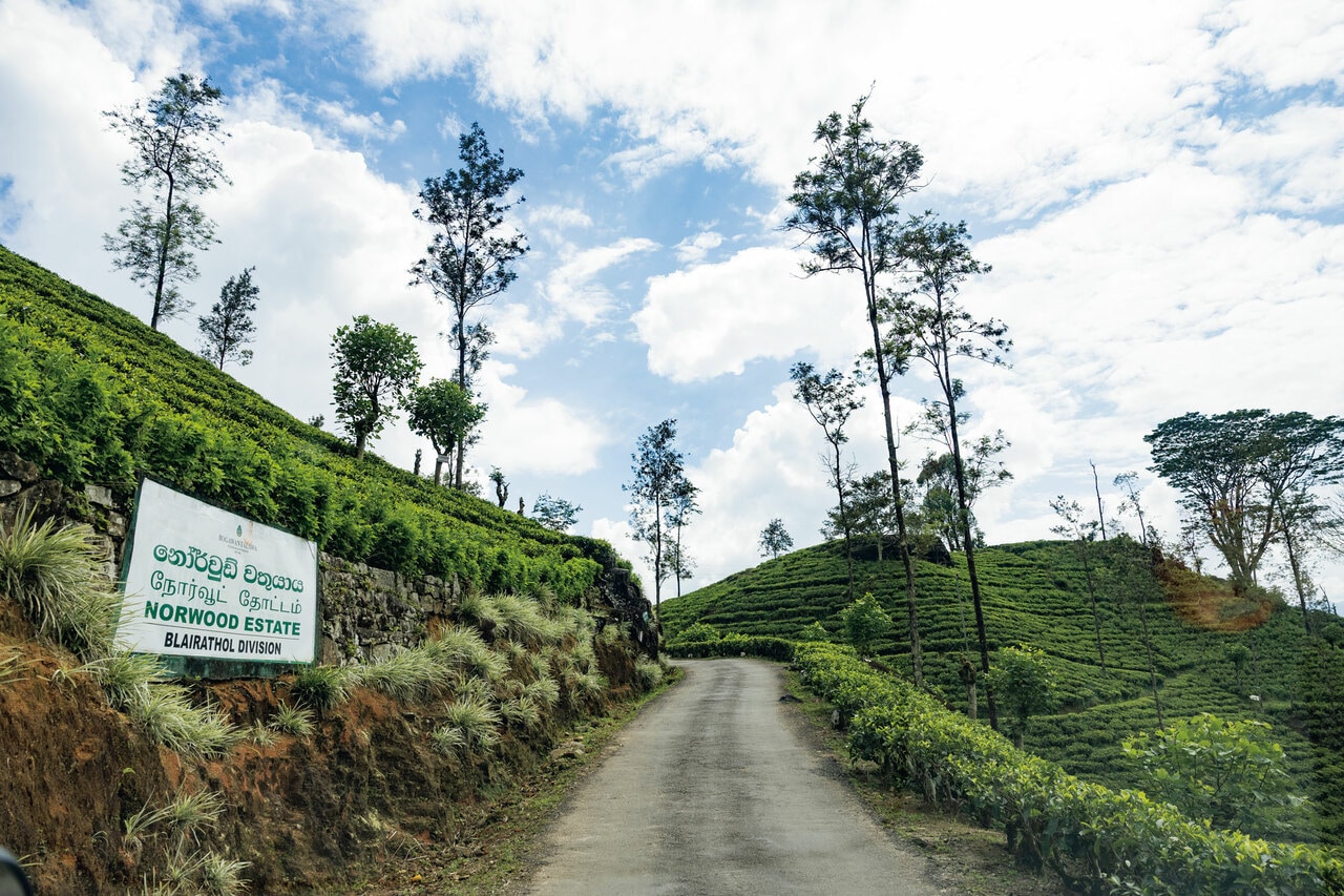 宿泊施設の「セイロン・ティー・トレイルズ」は5つのバンガローがある。今回は「ノルウッド茶園」の中にあるバンガローに宿泊。