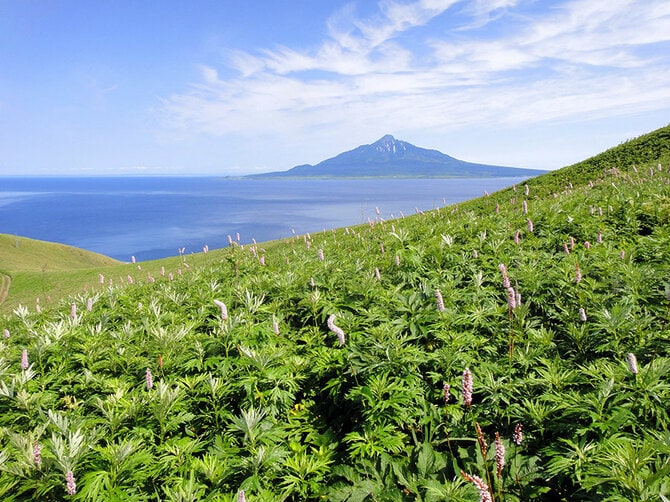 礼文島。