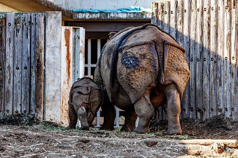 インドサイのゴポン、デコポン親子。