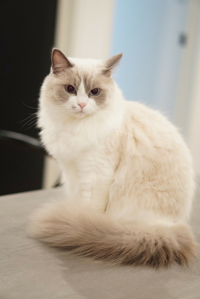 ひんな ♀ 1歳。「カメラ好きのお友達が遊びにきたときに撮ってもらった1枚。いつもは人見知りなはずが、お高いカメラを向けると目線、ポーズもノリノリで決めてくれ、まさにモデルの風格でした（笑）」（飼い主さんより）。