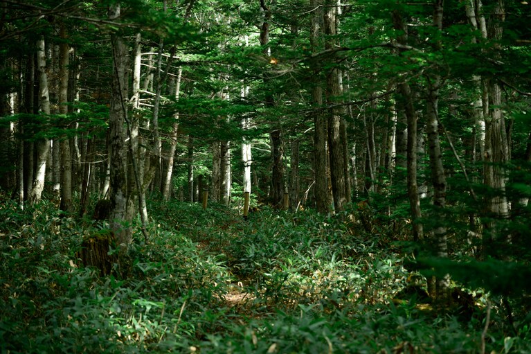 見通しの悪いところでは手をパンパンと叩きながら「ホイホイ！」と大きな声を出し、自分たちの居場所を知らせながら歩く。