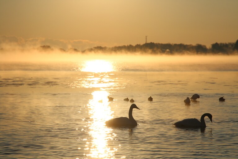 小湊のハクチョウ。