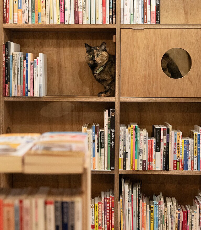 なつめ・7歳。本棚は猫店員たちの遊び場です。